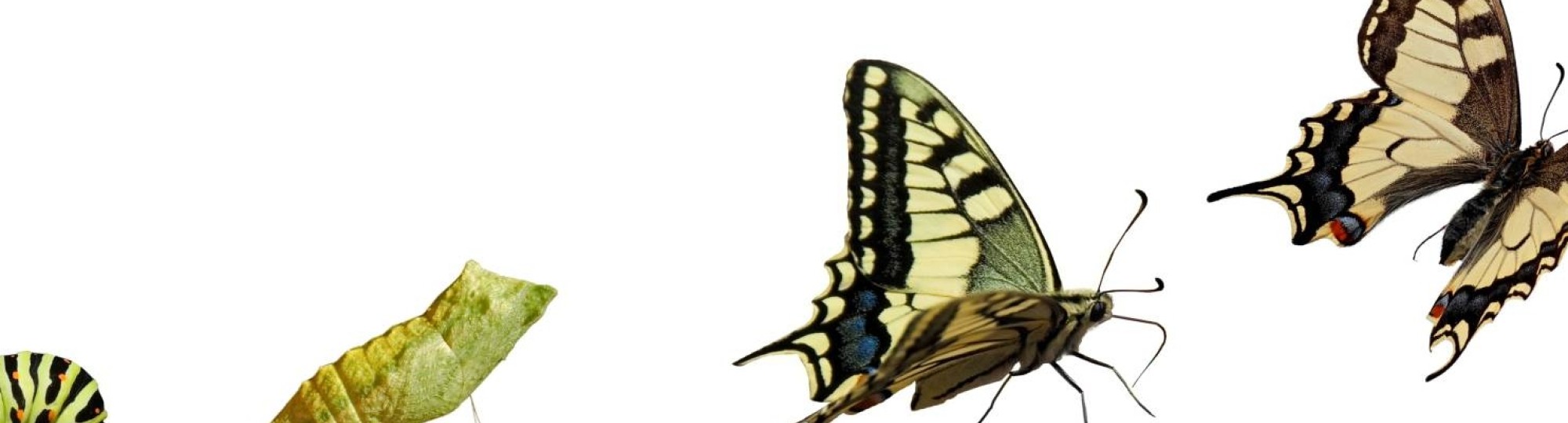 Afbeelding groeiproces vlinder voor RAAK onderzoeksproject