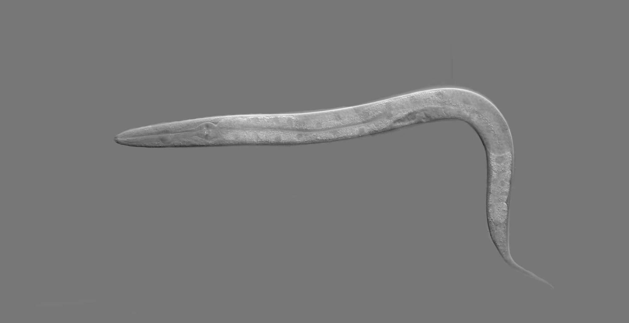 Caenorhabditis elegans, worm