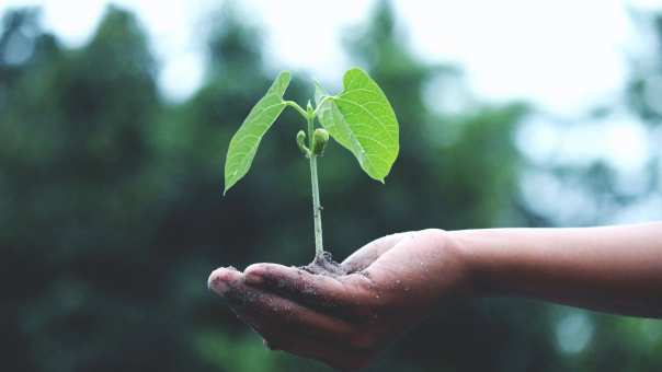 353170 Hand die groene plant vasthoudt. Duurzaam en sustainable