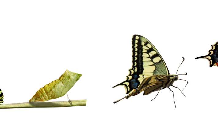 Afbeelding groeiproces vlinder voor RAAK onderzoeksproject