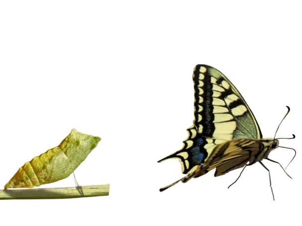 530096 Afbeelding groeiproces vlinder voor RAAK onderzoeksproject