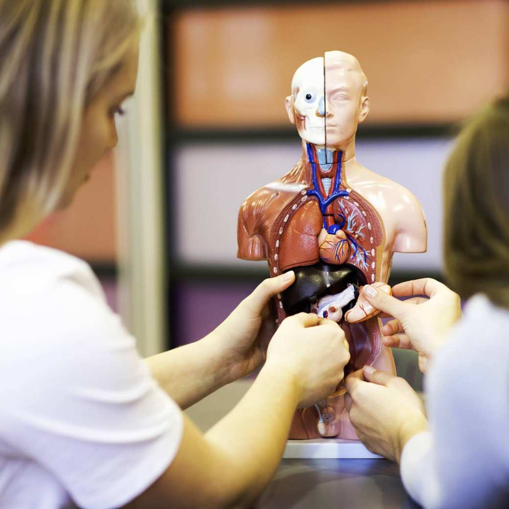 2 studenten bezig met anatomisch model romp