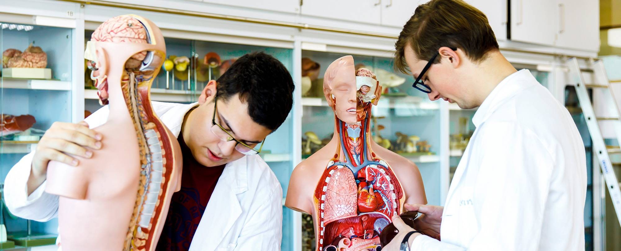 Twee biologie studenten van de HAN zetten in de torso van het menselijk lichaam de organen op z'n plek.