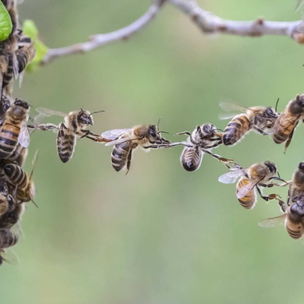 522463 Stockfoto van samenwerkende bijen - een beeld dat het thema uitdrukt van de komende Circulaire Oogst, namelijk: All-inclusive | Een krachtig ecosysteem maken we samen.