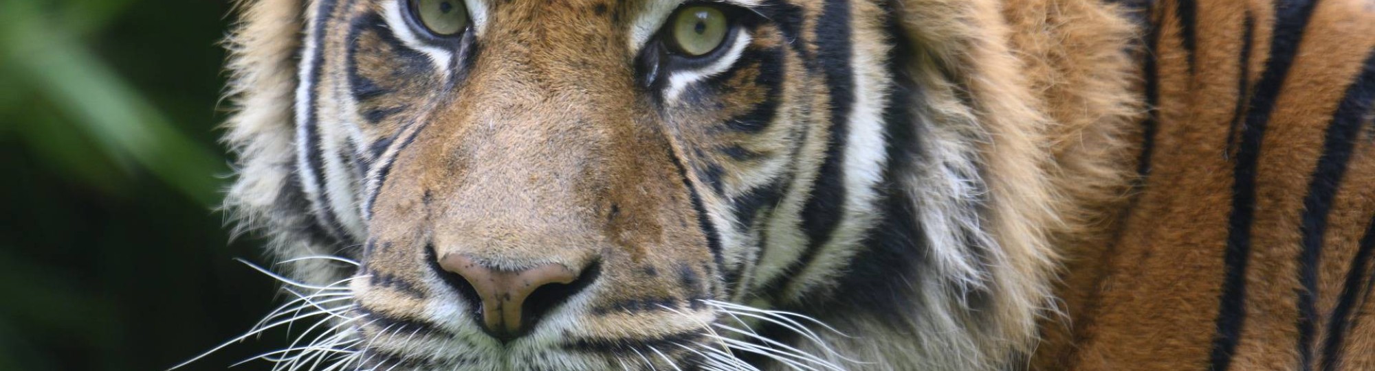 tijger. SRM. SRM project Save the Tiger!