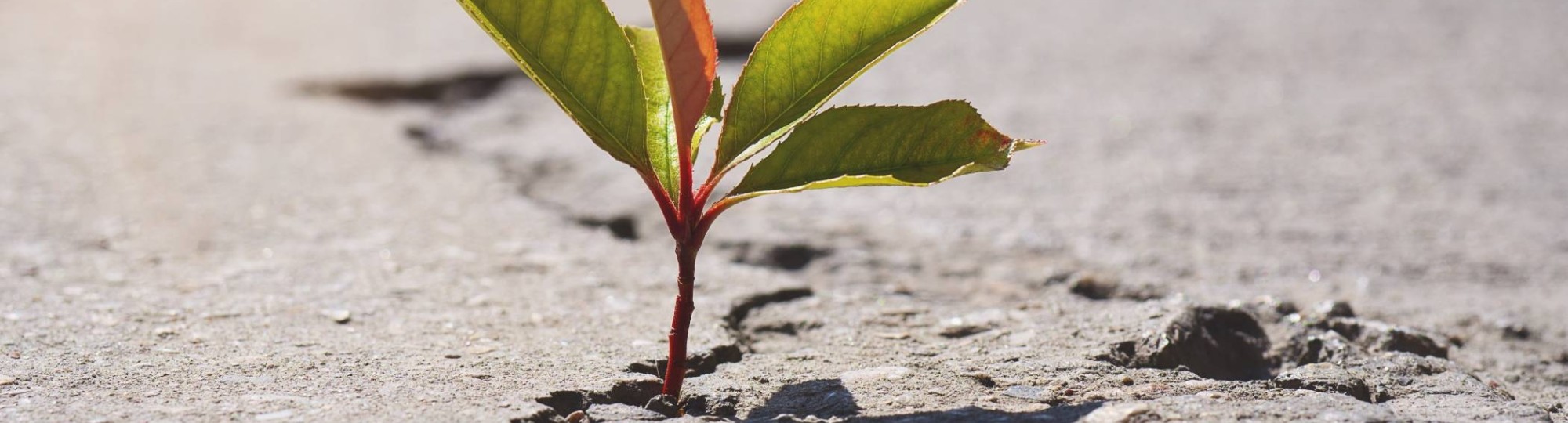 beton met een plantje erin
