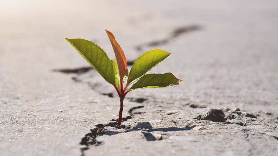 een plantje groeit uit het beton