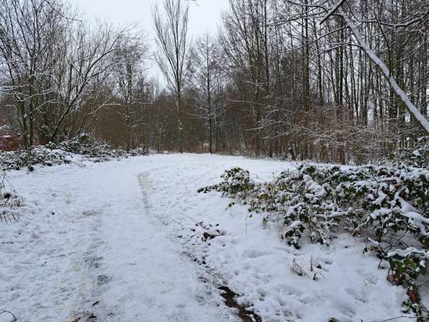Winterse omstandigheden: bomen bedenkt met sneeuw