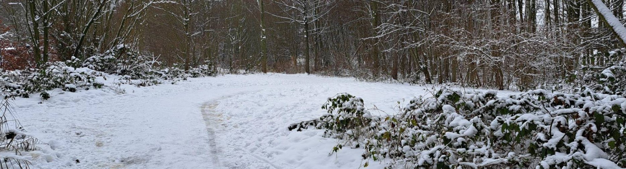 Winterse omstandigheden: bomen bedenkt met sneeuw