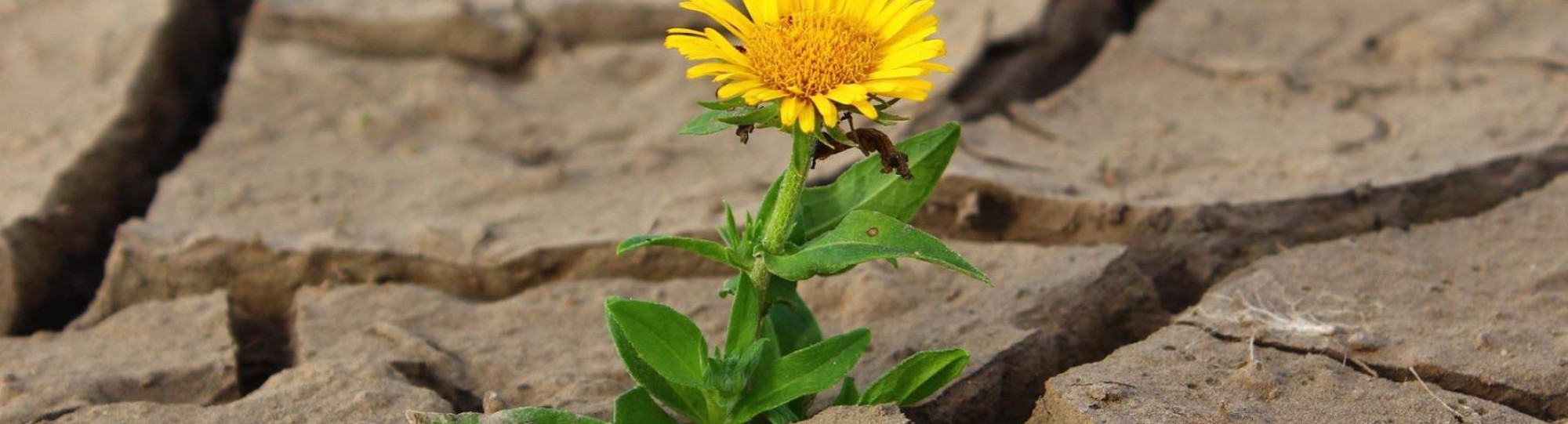 Dag van de droogte. Droge grond met bloem.