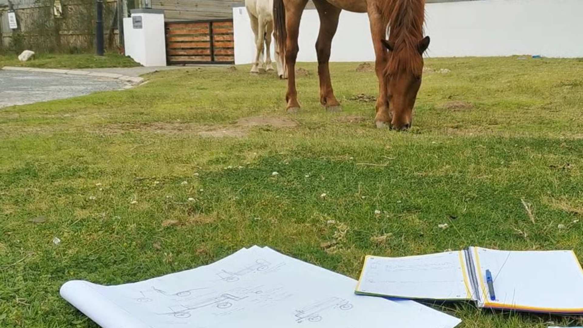 Beeldmateriaal van het paardentaxi project van IPO-student Esmeralda van Willegen