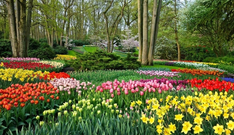 International Week Keukenhof