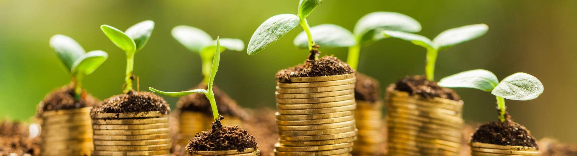 Cluster, Financieel Economisch Management, euromunten, plantjes, duurzaam