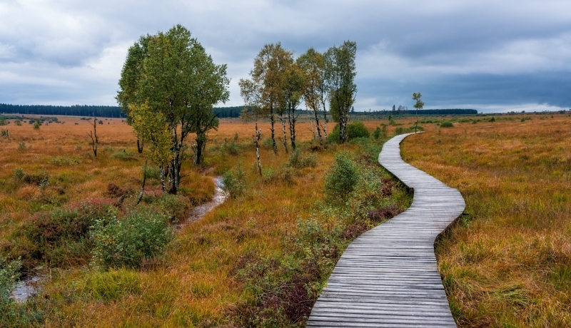 Houten vlonder door de hoge venen in de herfst