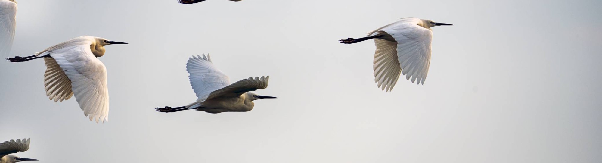Project GLP-1 agonisten- ervaring van voorschrijvers en gebruikers