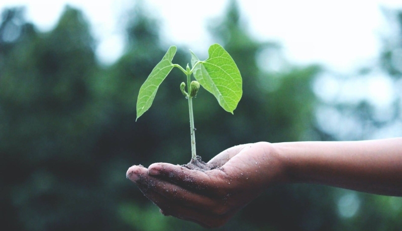 Hand die groene plant vasthoudt. Duurzaam en sustainable