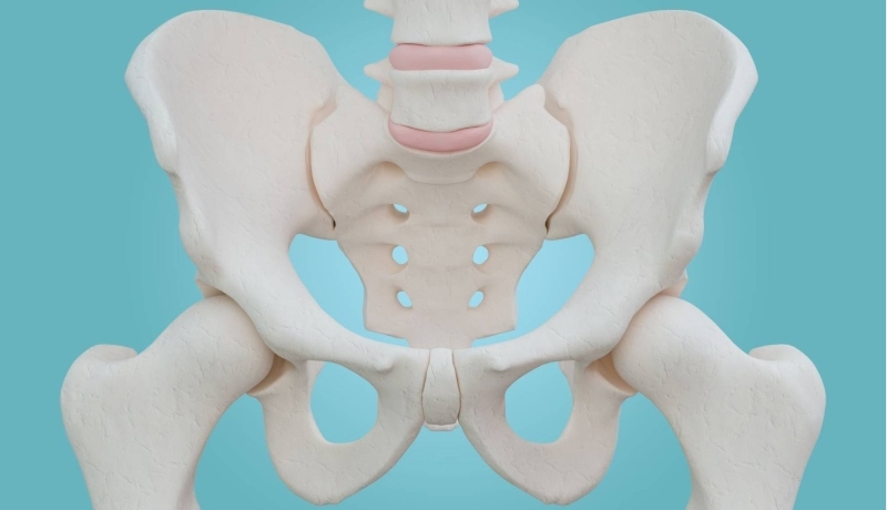 Anatomie van een heup als afbeelding