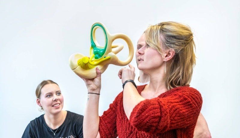 Orofaciaal fysiotherapeut laat een model van het oor-/halsgebied zien.