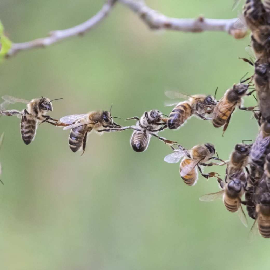 Stockfoto van samenwerkende bijen - een beeld dat het thema uitdrukt van de komende Circulaire Oogst, namelijk: All-inclusive | Een krachtig ecosysteem maken we samen.