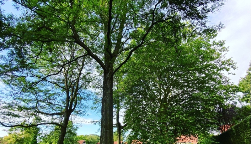 international,zeven heuvelen, Groesbeek groen