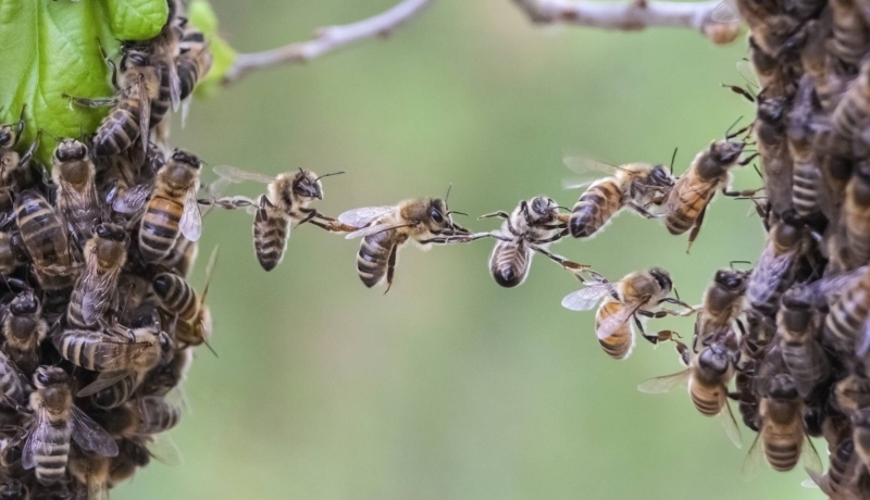 Stockfoto van samenwerkende bijen - een beeld dat het thema uitdrukt van de komende Circulaire Oogst, namelijk: All-inclusive | Een krachtig ecosysteem maken we samen.