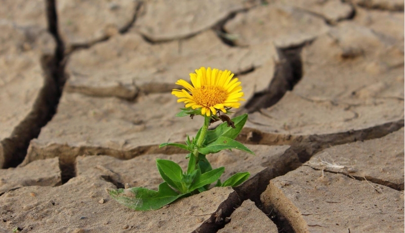 Dag van de droogte. Droge grond met bloem.