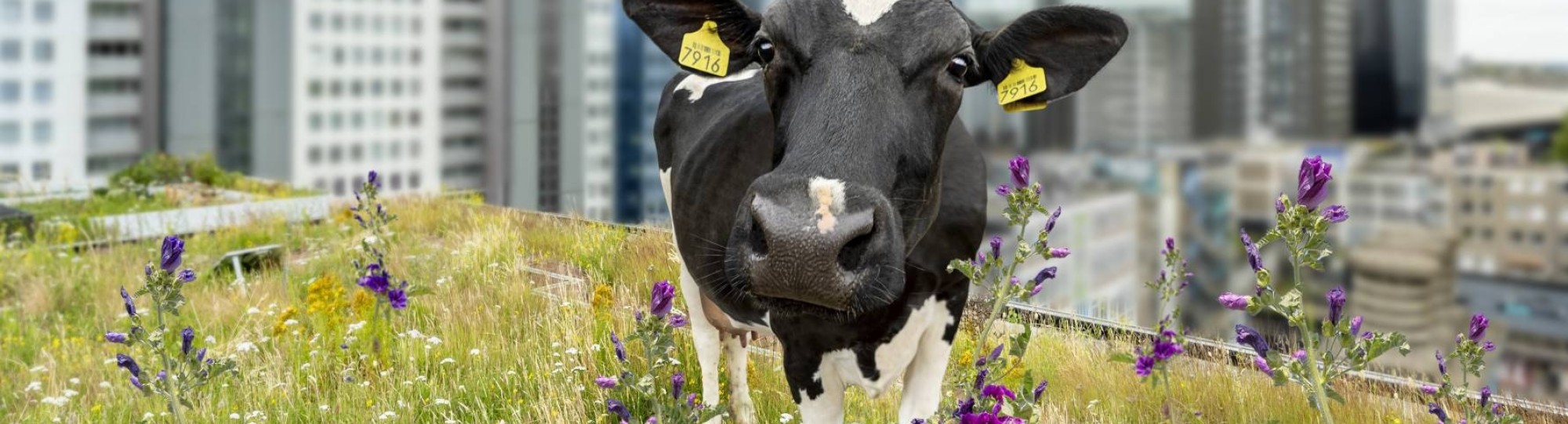 Koe op het dak in het gras