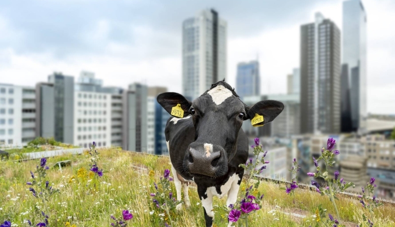 Changemakercampagne, let's change the way we live, koe, dak, Rotterdam, vervreemding