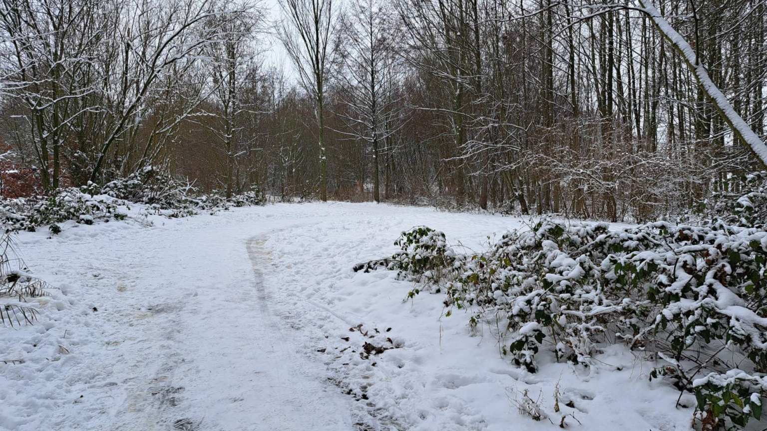 Winterse omstandigheden: bomen bedenkt met sneeuw